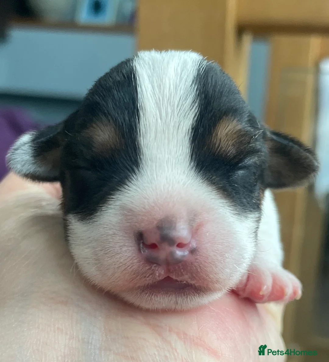 Parson Russell dogs for sale: Parson Terrier Puppies - rough coated - Advert 12