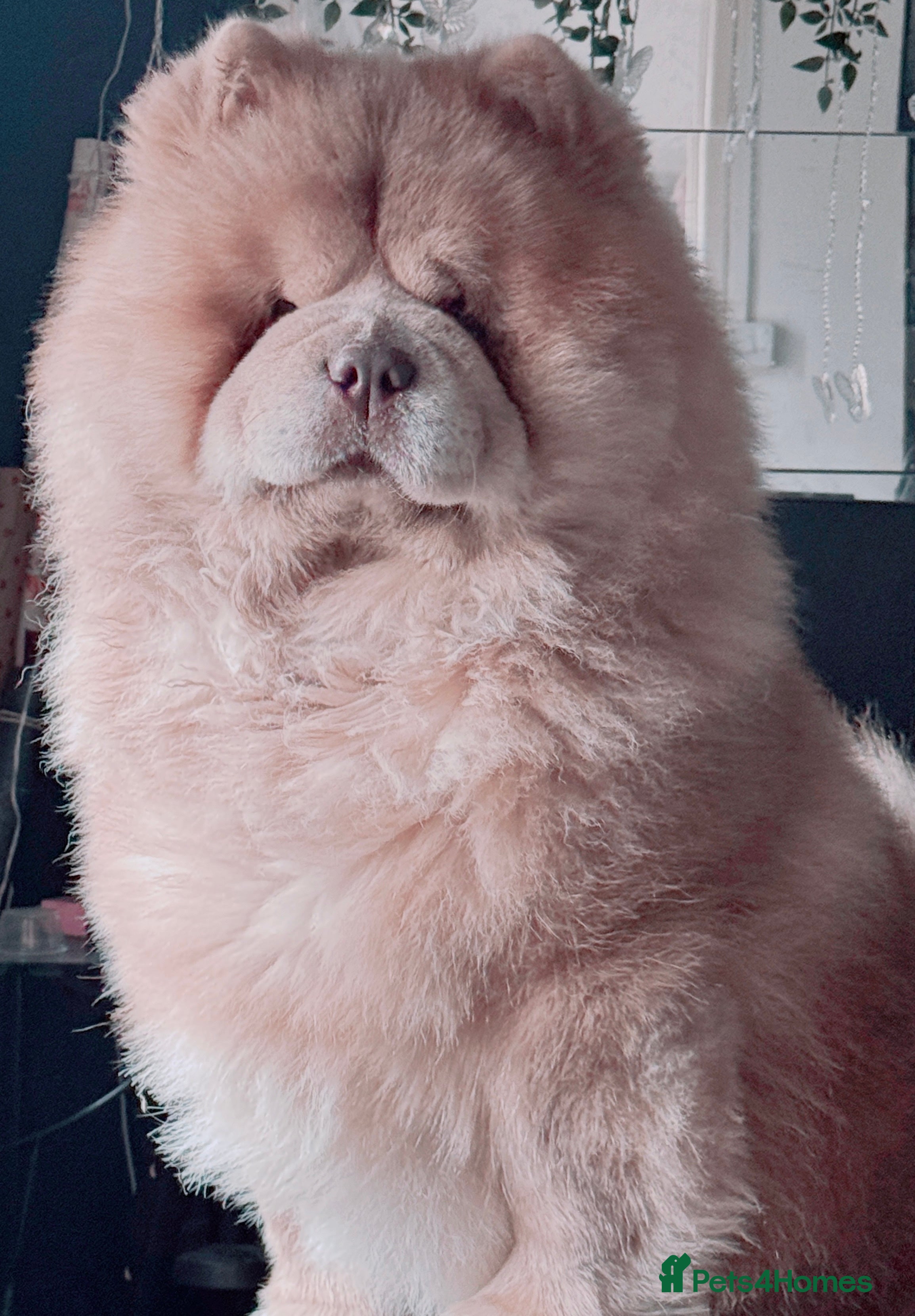 Chow Chow dogs REDUCED REAL TEDDY BEAR CHOW - Advert 3