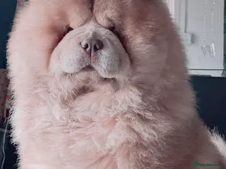 Chow Chow dogs REDUCED REAL TEDDY BEAR CHOW - Advert 4