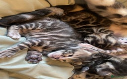 Bengal cats for sale: Silver and Brown Pedigree Bengal Kittens For Sale  - Image 24