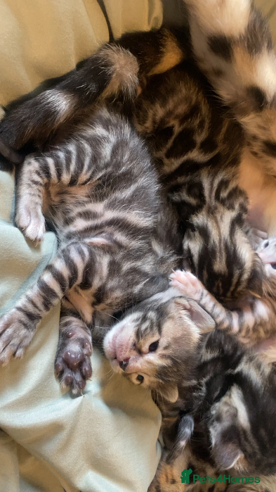 Bengal cats for sale: Silver and Brown Pedigree Bengal Kittens For Sale  - Advert 24