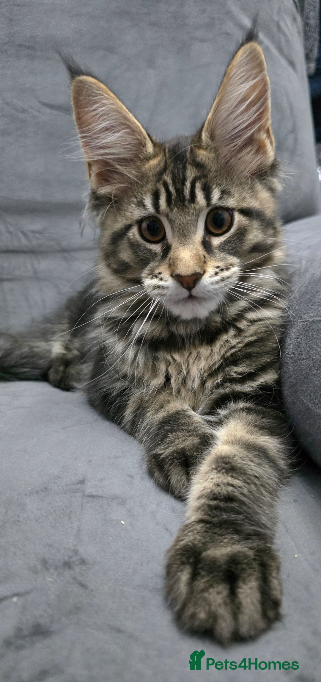 Maine Coon cats for sale: Gorgeous Maine Coon Kittens - Advert 3