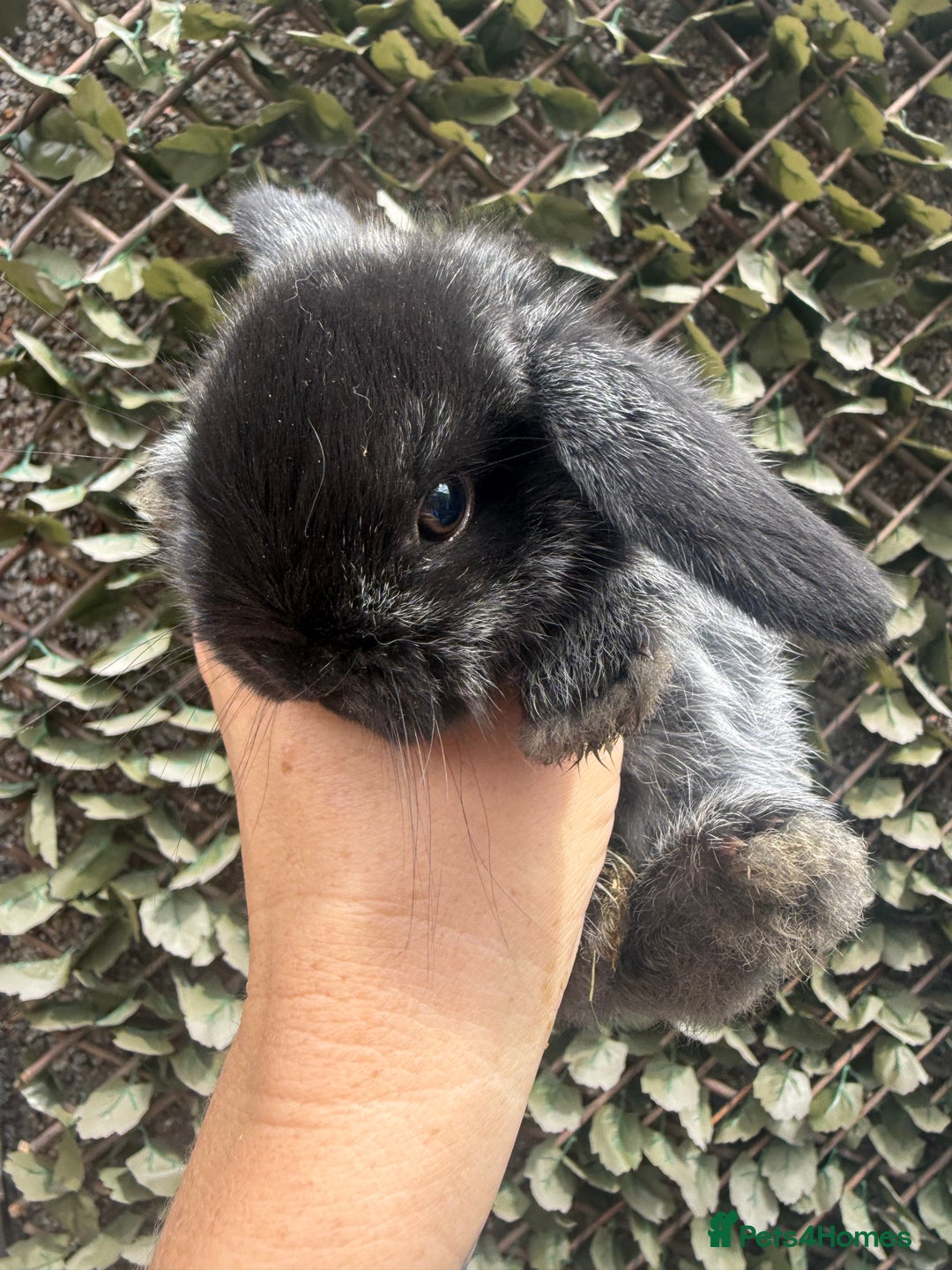 Mini Lop rabbits for sale: Stunning pure bred mini lop babies  - Image 9