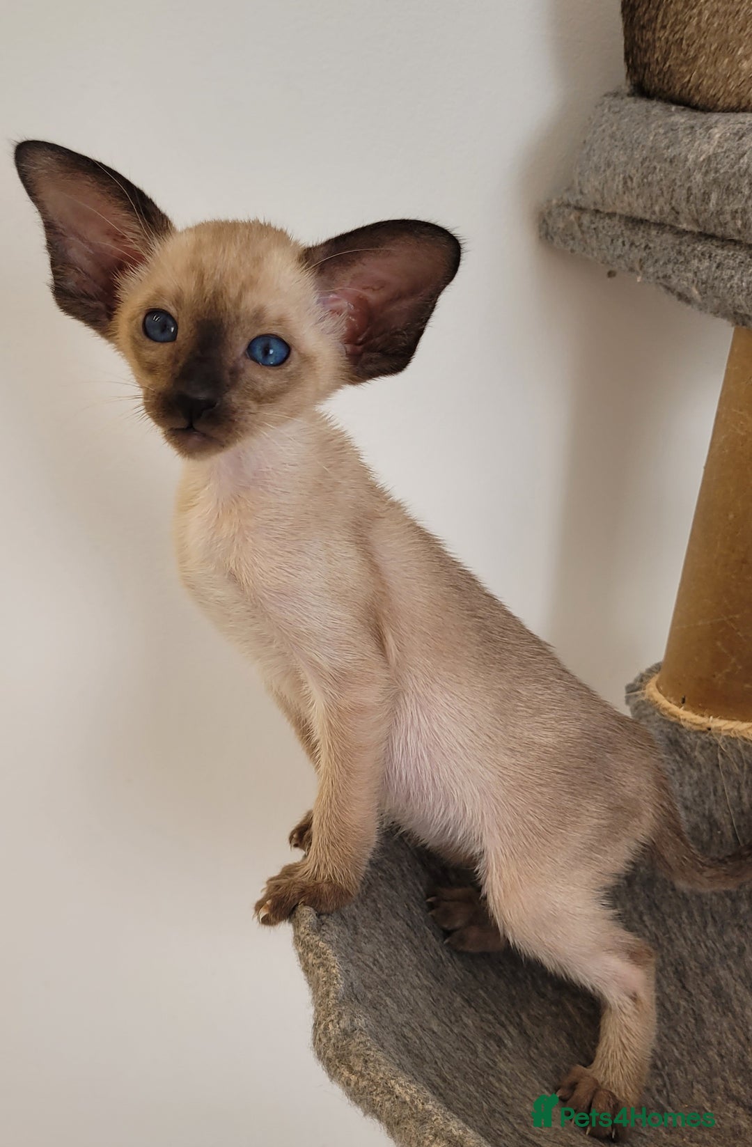 Oriental cats for sale: Oriental Shorthair kittens  - Image 18