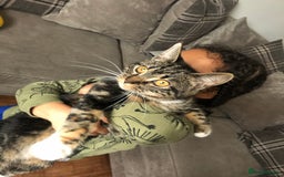 Mixed Breed cats for sale: 4 beautiful kittens ready to go 31st August - Image 17