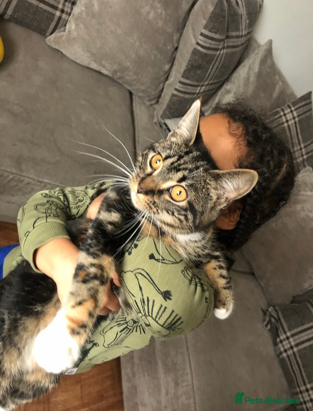 Mixed Breed cats for sale: 4 beautiful kittens ready to go 31st August - Image 17