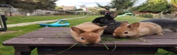 Netherland Dwarf rabbits for sale: Netherland dwarf 8wk, £50 each (CLEARANCE)  - Advert 16