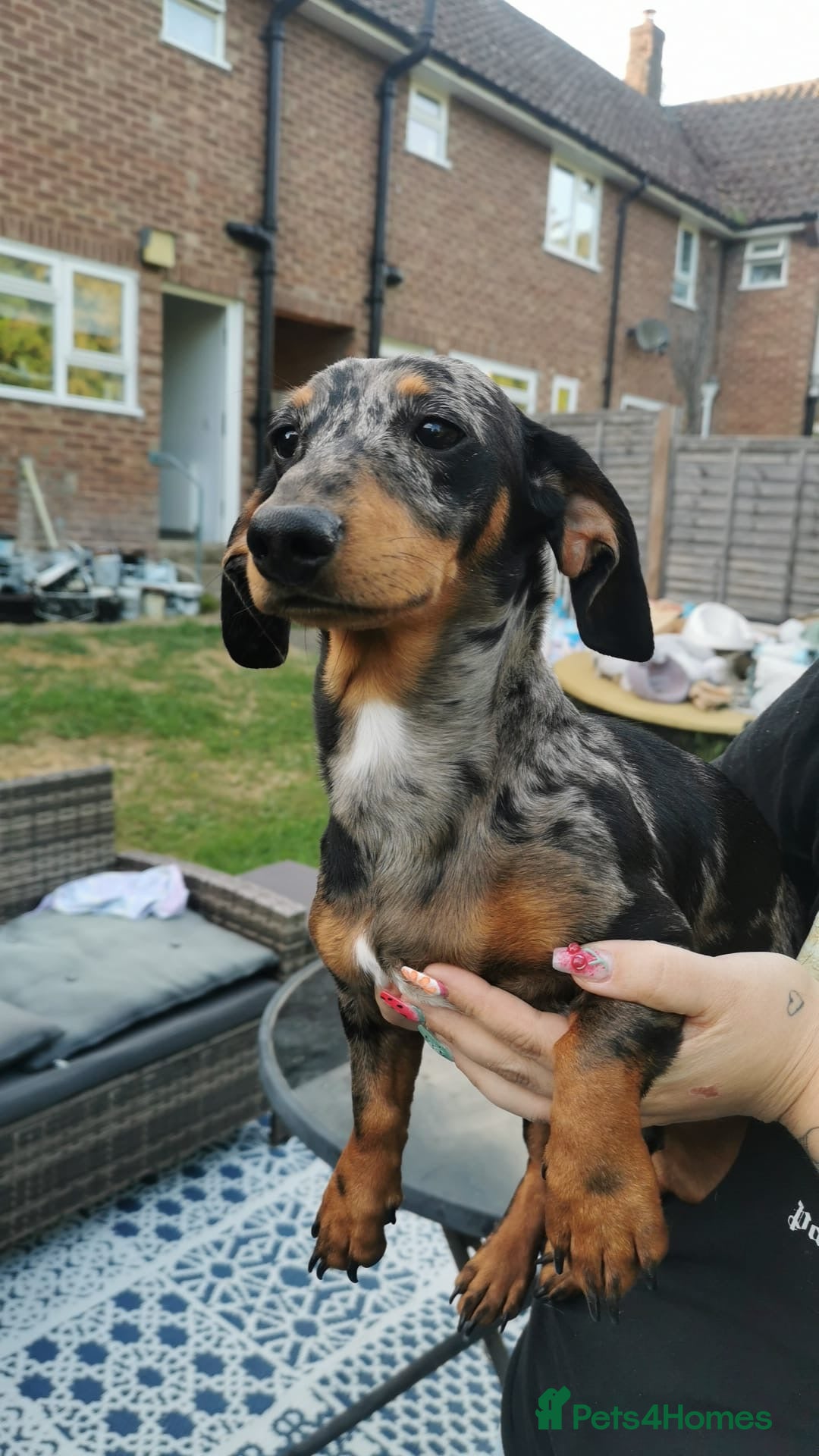 Miniature Dachshund dogs for sale: Miniature daschund - Image 4