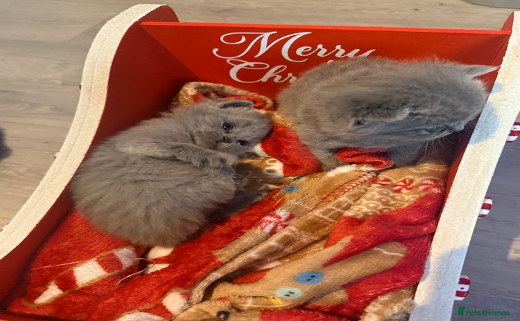 British Shorthair cats - Advert 1