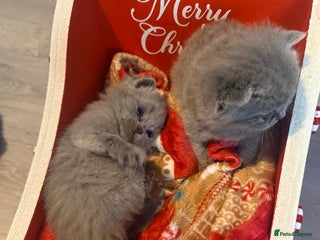 British Shorthair cats - Advert 1