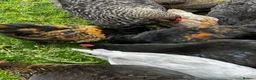 Chickens poultry for sale: Chicks, chickens, hatching eggs silkies Aracuanas - Advert 4