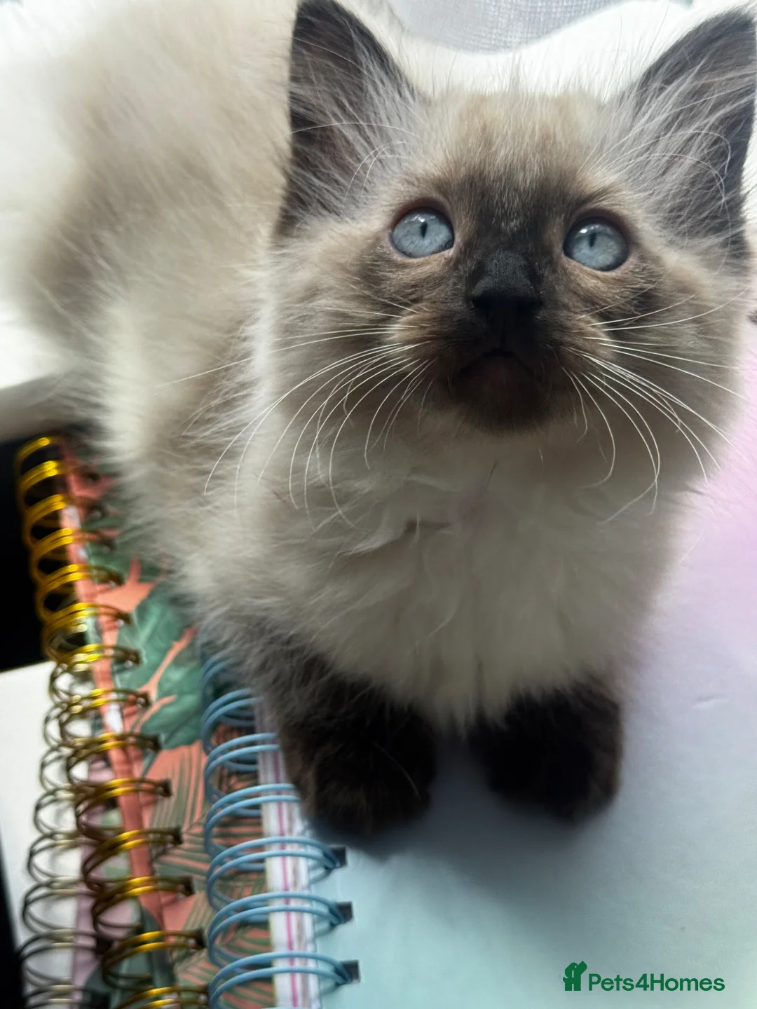 Ragdoll cats for sale: Ragdoll kittens in Bedford - Advert 1