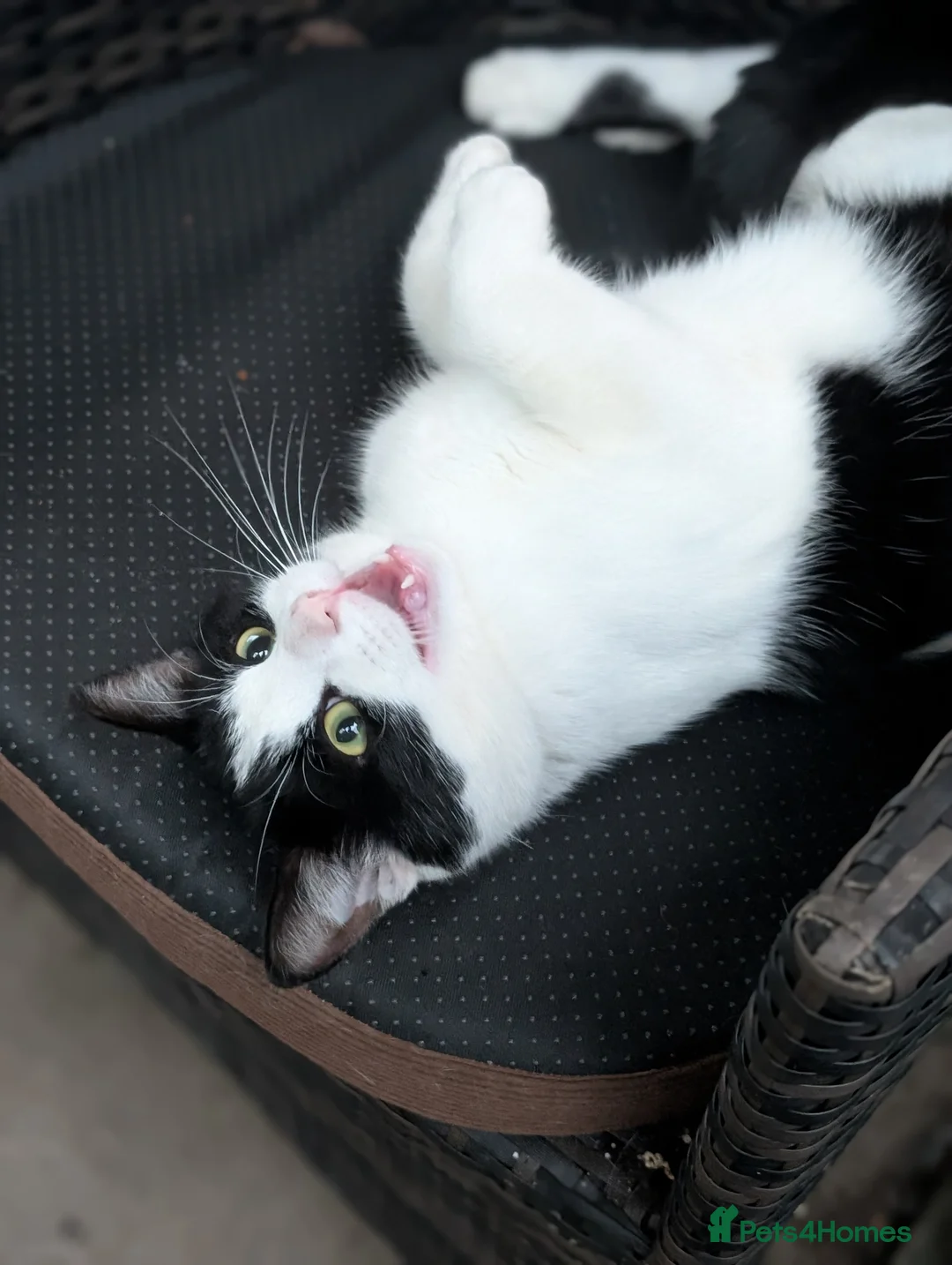 Mixed Breed cats for sale: need to rehome this handson boy in Cobham - Advert 2