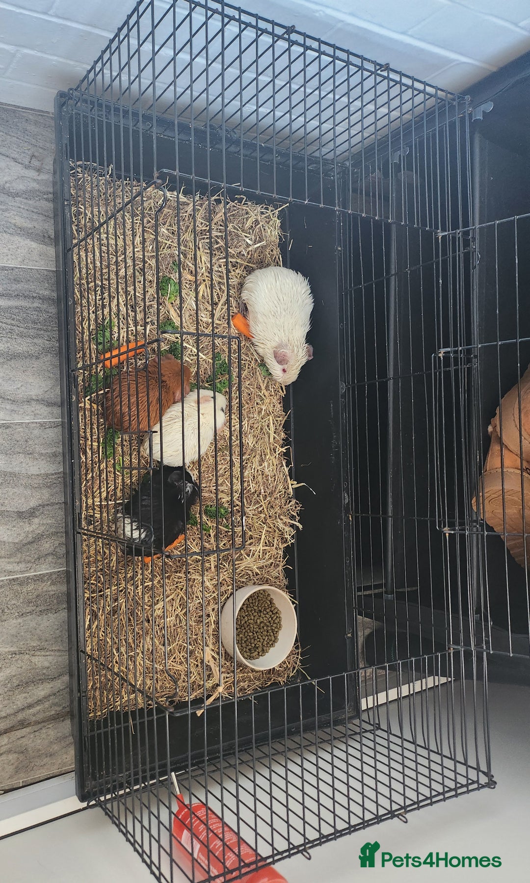 Guinea Pig rodents for sale: Guinea pigs  - Advert 1