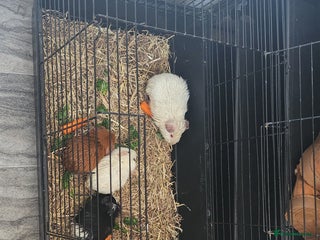 Guinea Pig rodents Guinea pigs - Advert 1