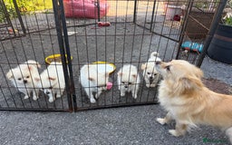 Pomchi dogs for sale: Emma Evans  - Image 11