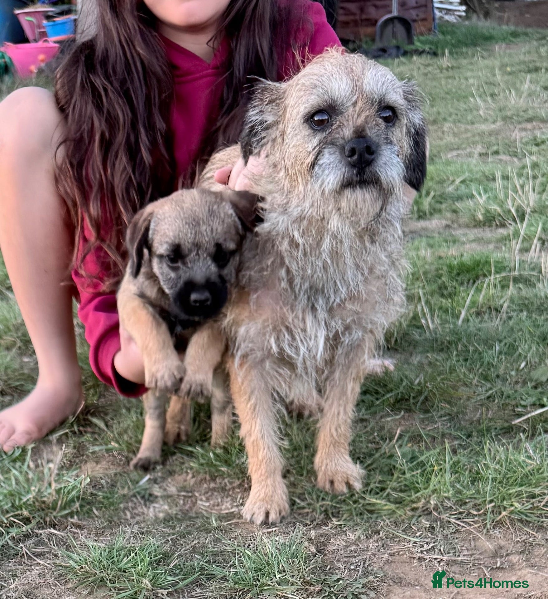 Border Terrier dogs Beautiful little girl  - Advert 2
