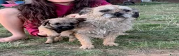 Border Terrier dogs for sale: Beautiful little girl  - Advert 1