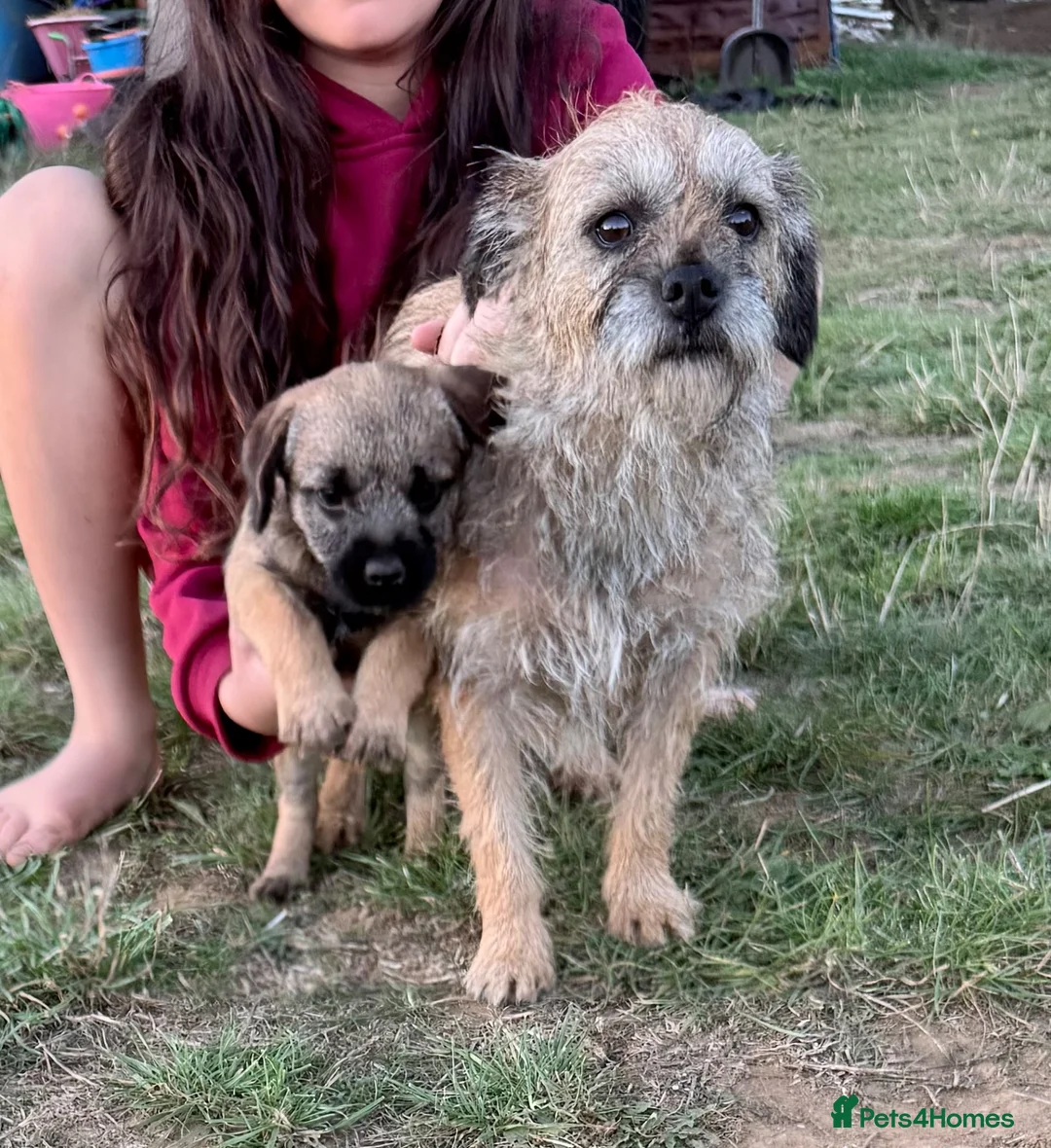 Border Terrier dogs for sale: Beautiful little girl  - Advert 1