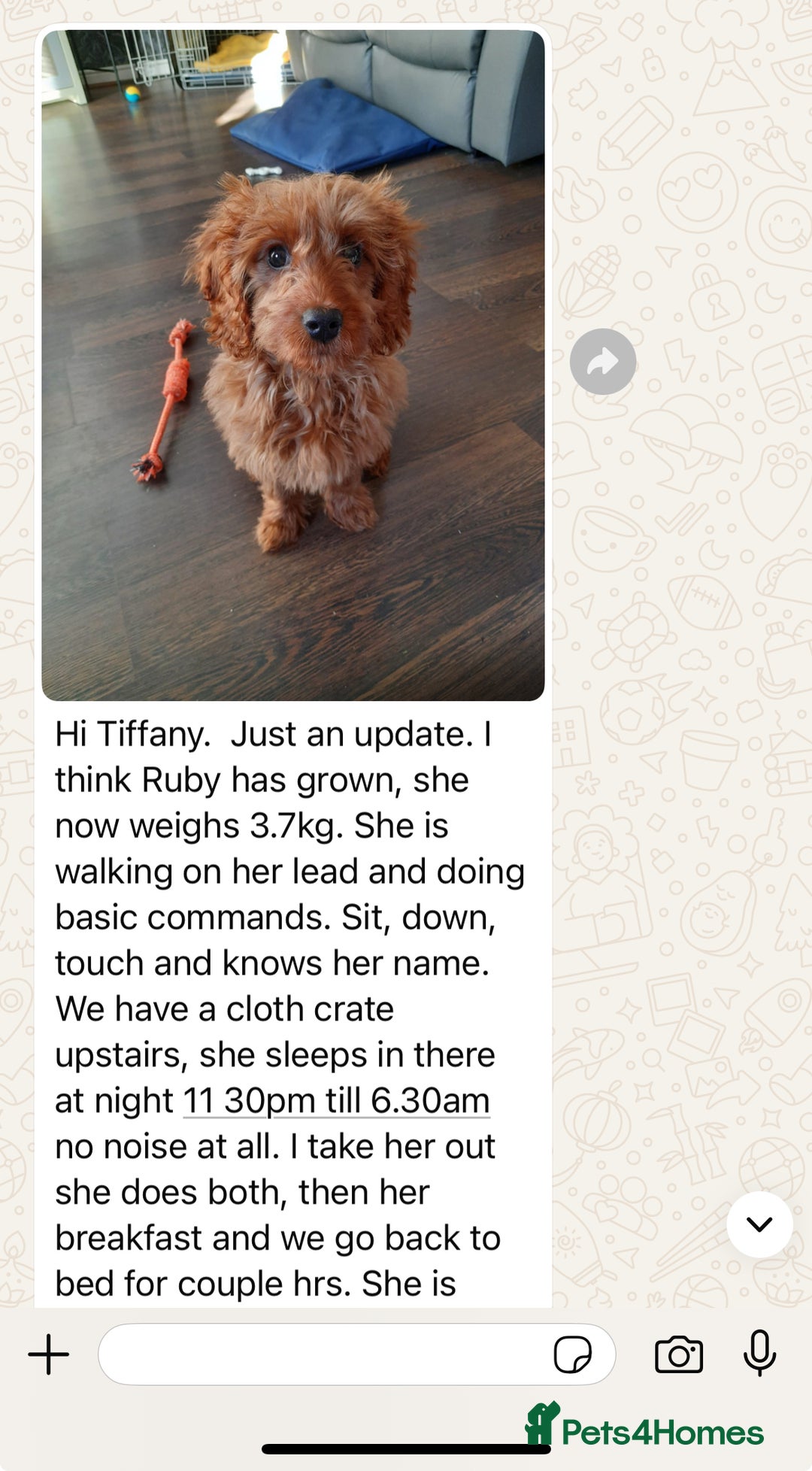 Goldendoodle dogs for sale: multigenerational Australian Red double doodles  - Advert 28