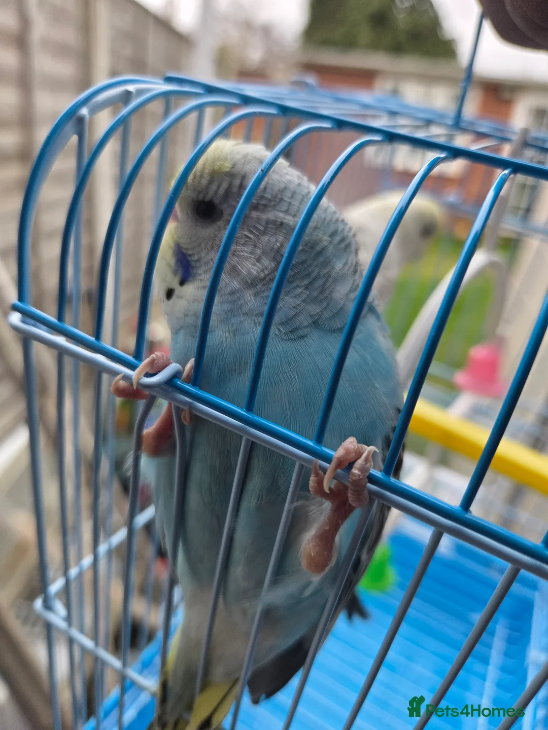 Budgerigars birds for sale:  budgies for sale - Advert 9