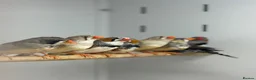 Finches birds for sale: Zebra finches  - Advert 4