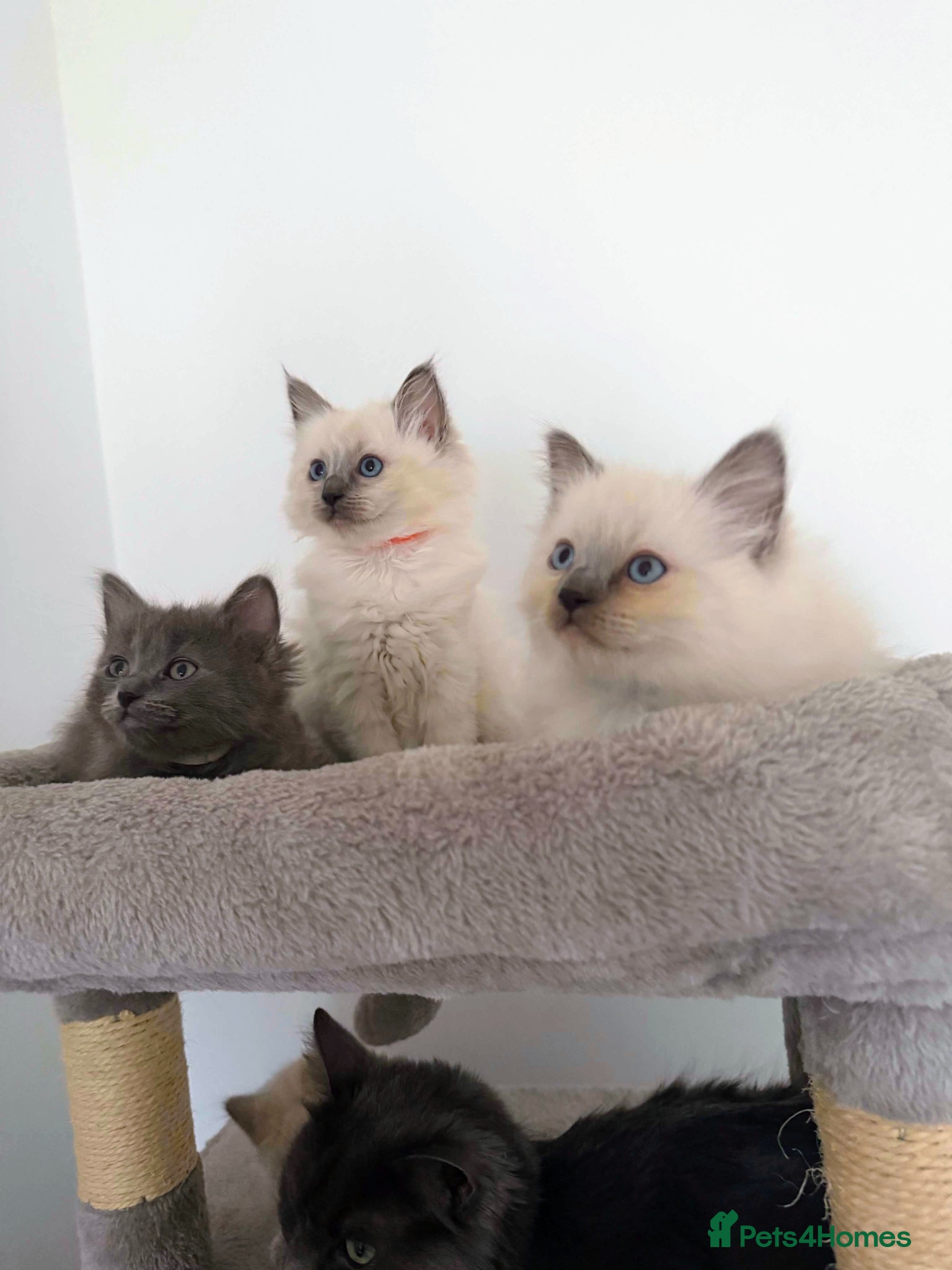 Ragdoll cats 4 beautiful Ragdoll Turkish Van kittens - Advert 2