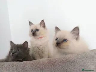 Ragdoll cats 4 beautiful Ragdoll Turkish Van kittens - Advert 2