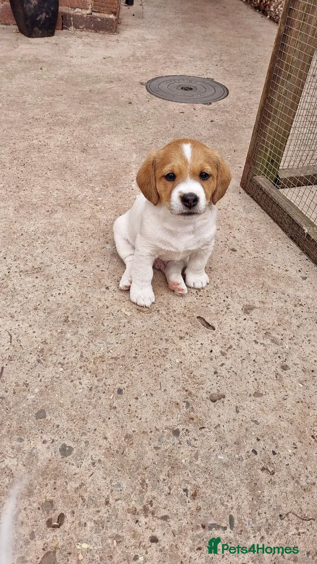 Jack Russell dogs for sale: Stunning Jack Russell puppies for sale - Advert 2
