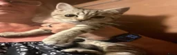 British Shorthair cats for sale: Gccf male British Shorthair kitten ready now  - Advert 4
