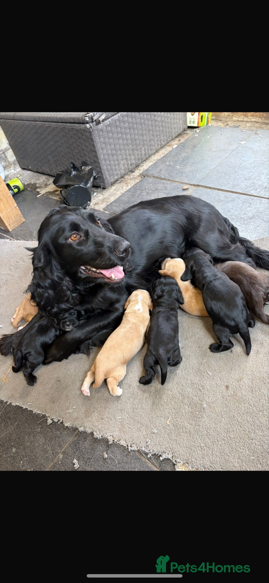 Cocker Spaniel dogs for sale: Cocker spaniels  - Advert 1