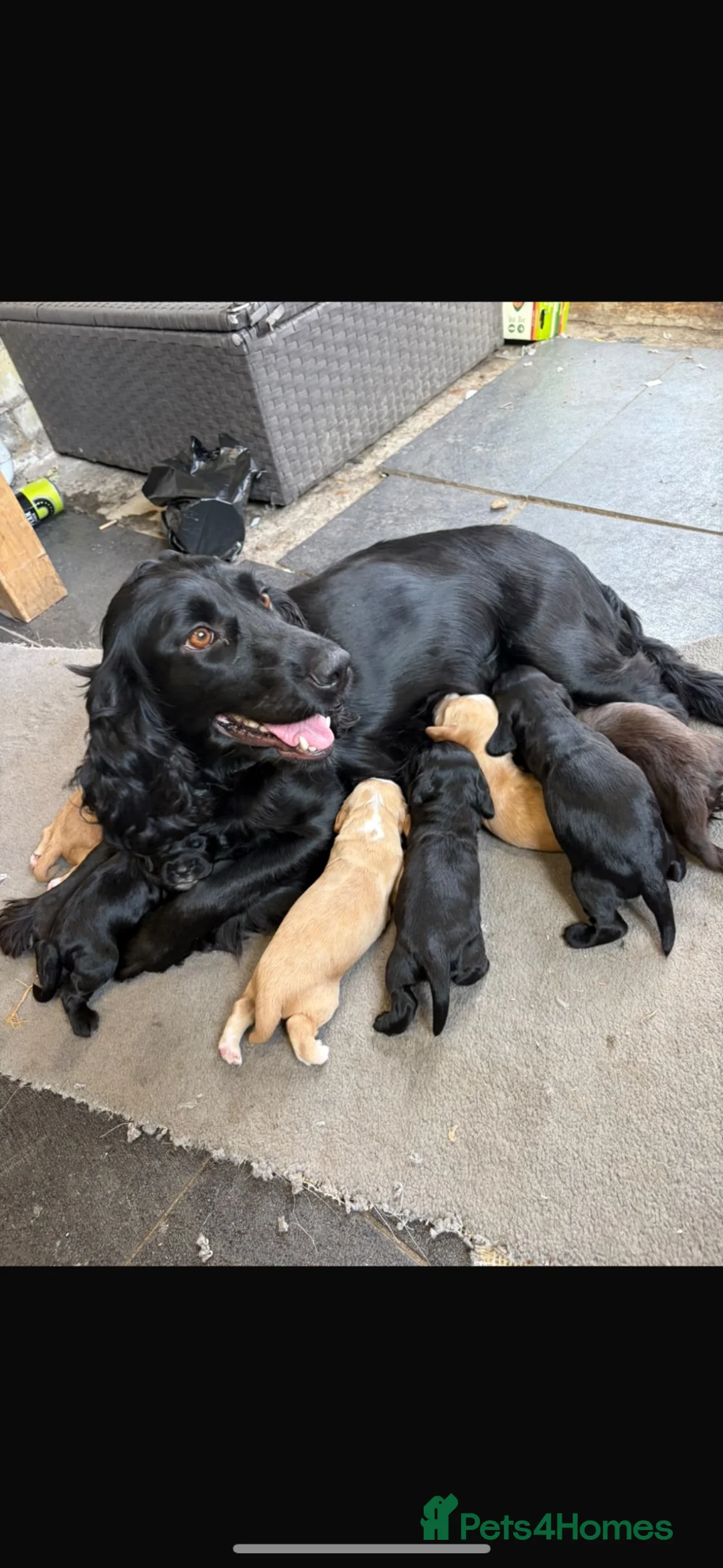 Cocker Spaniel dogs for sale: Cocker spaniels  in Aldershot - Advert 1