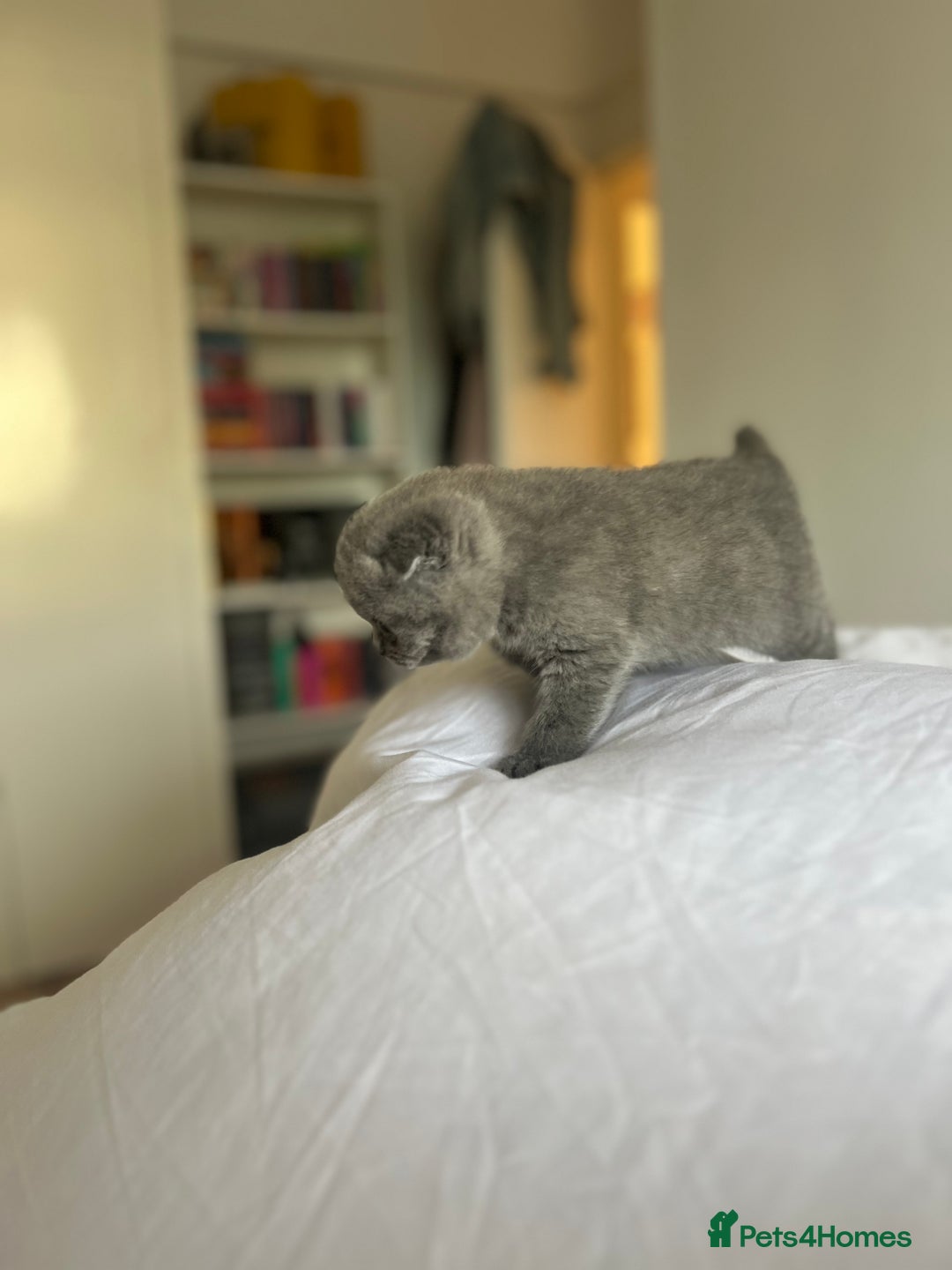 Scottish Fold cats for sale: Beautiful chunky Scottish fold - Image 5
