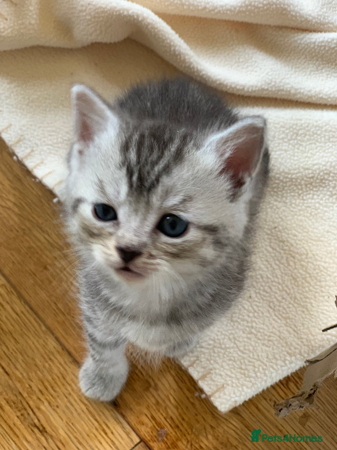 Mixed Breed cats for sale: 12 kittens 3 litters ready to reserve in St Albans - Image 6