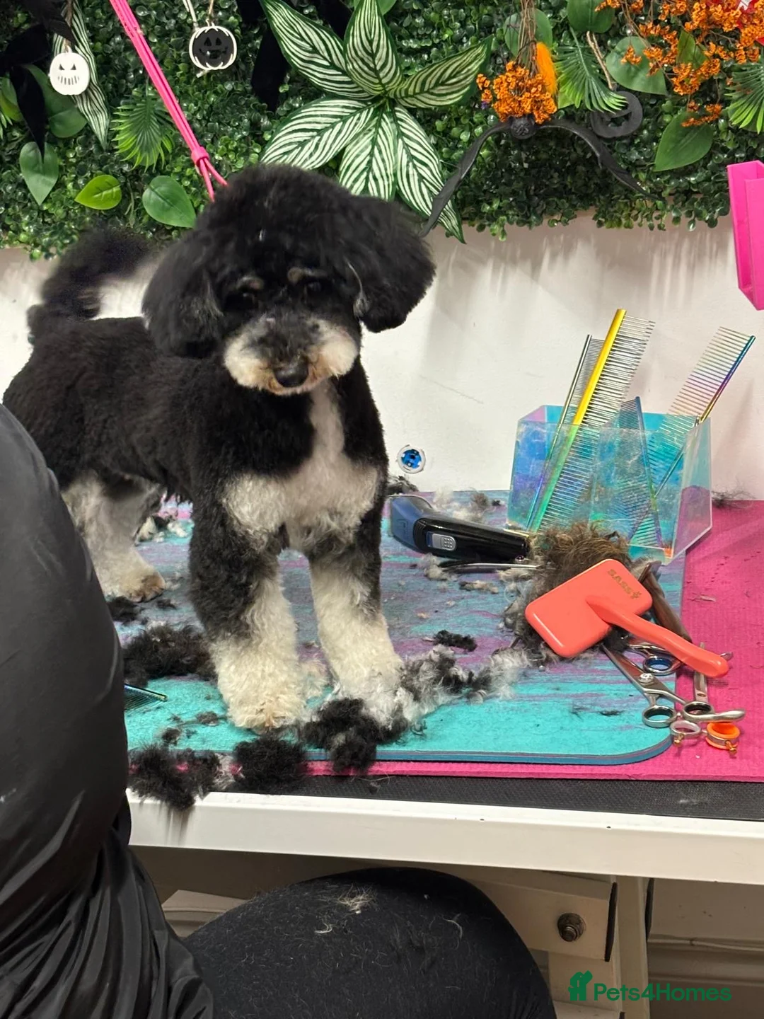 Cavapoo dogs for sale: Cavapoo from DNA PARENTS - Advert 11