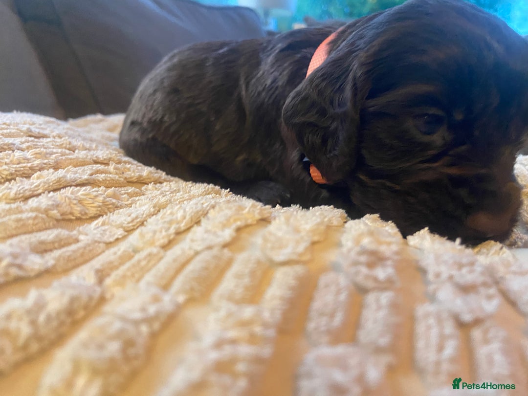 Cocker Spaniel dogs for sale: 10 Gorgeous KC Cocker Spaniel Puppies - Image 5