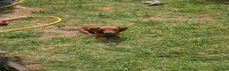 Dachshund dogs for sale: Gorgeous sausage dog puppies  - Advert 7