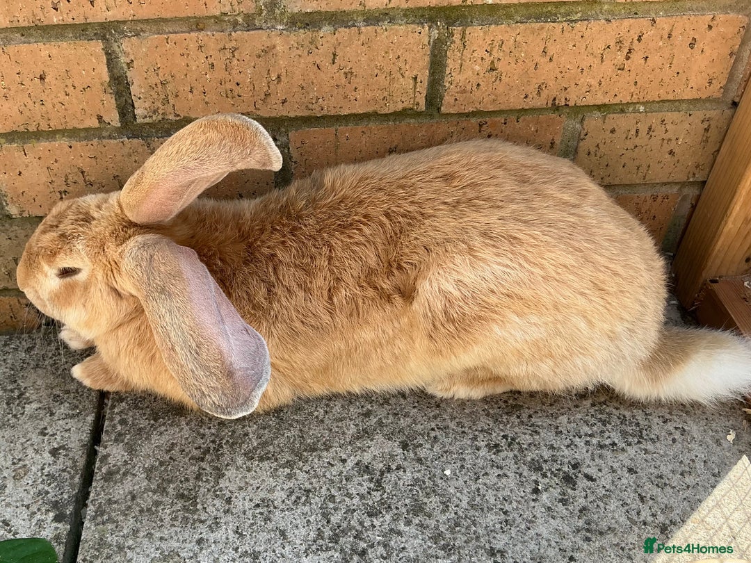 Continental Giant rabbits for sale: Beautiful pure continental giants  - Image 2