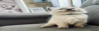 Ragdoll Kitten 2