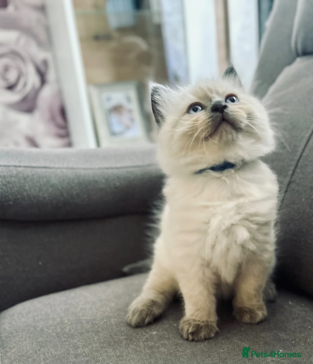 Ragdoll cats for sale: 😻Beautiful Purebred Ragdoll Kittens😻 - Advert 8