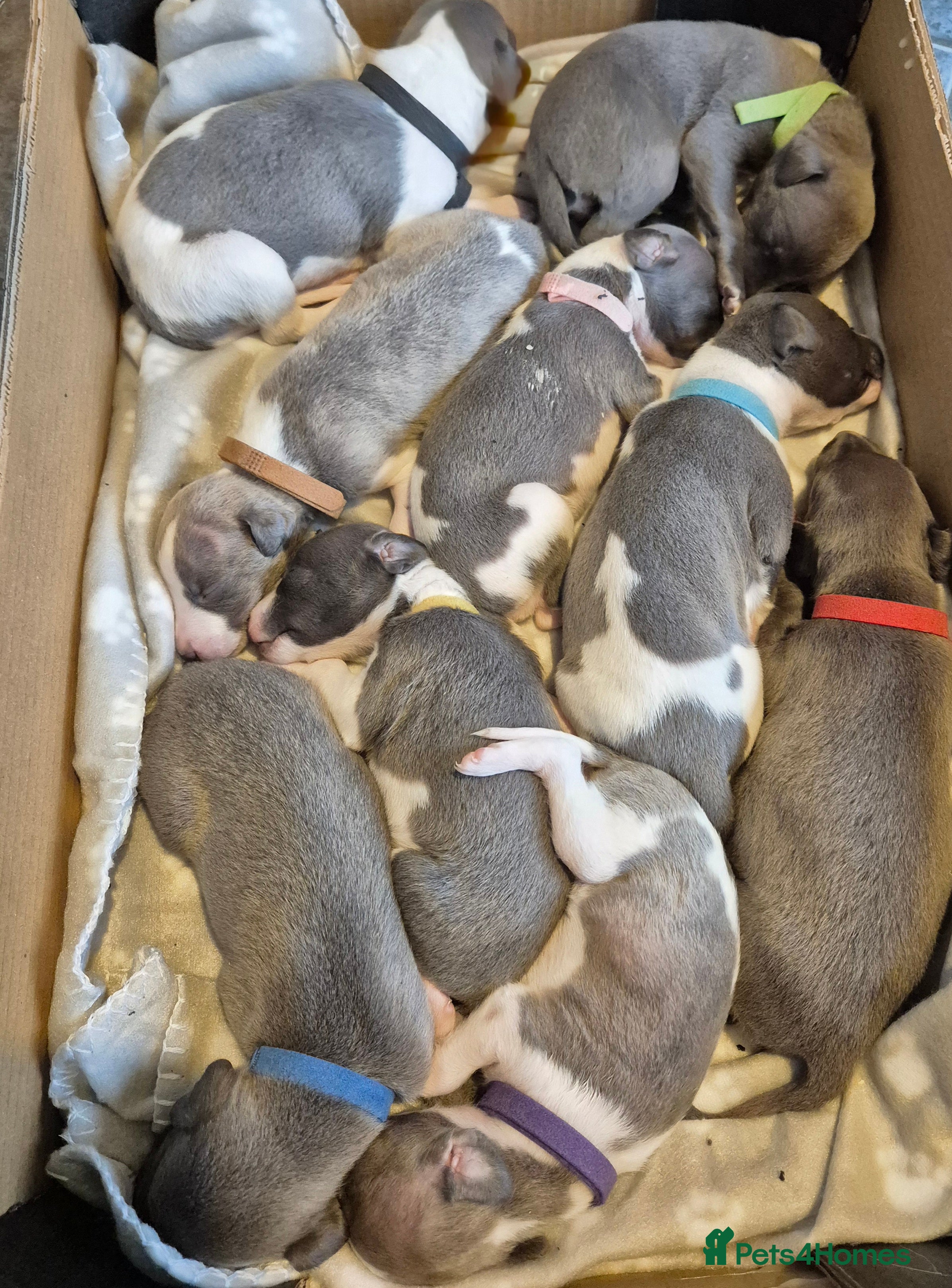 Whippet dogs Kc reg blue whippet pups  - Advert 2