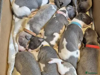 Whippet dogs Kc reg blue whippet pups - Advert 2