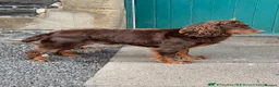 Cocker Spaniel dogs for sale: Kc Reg Brown/Tan And TriColour Working Cocker Pups - Advert 8
