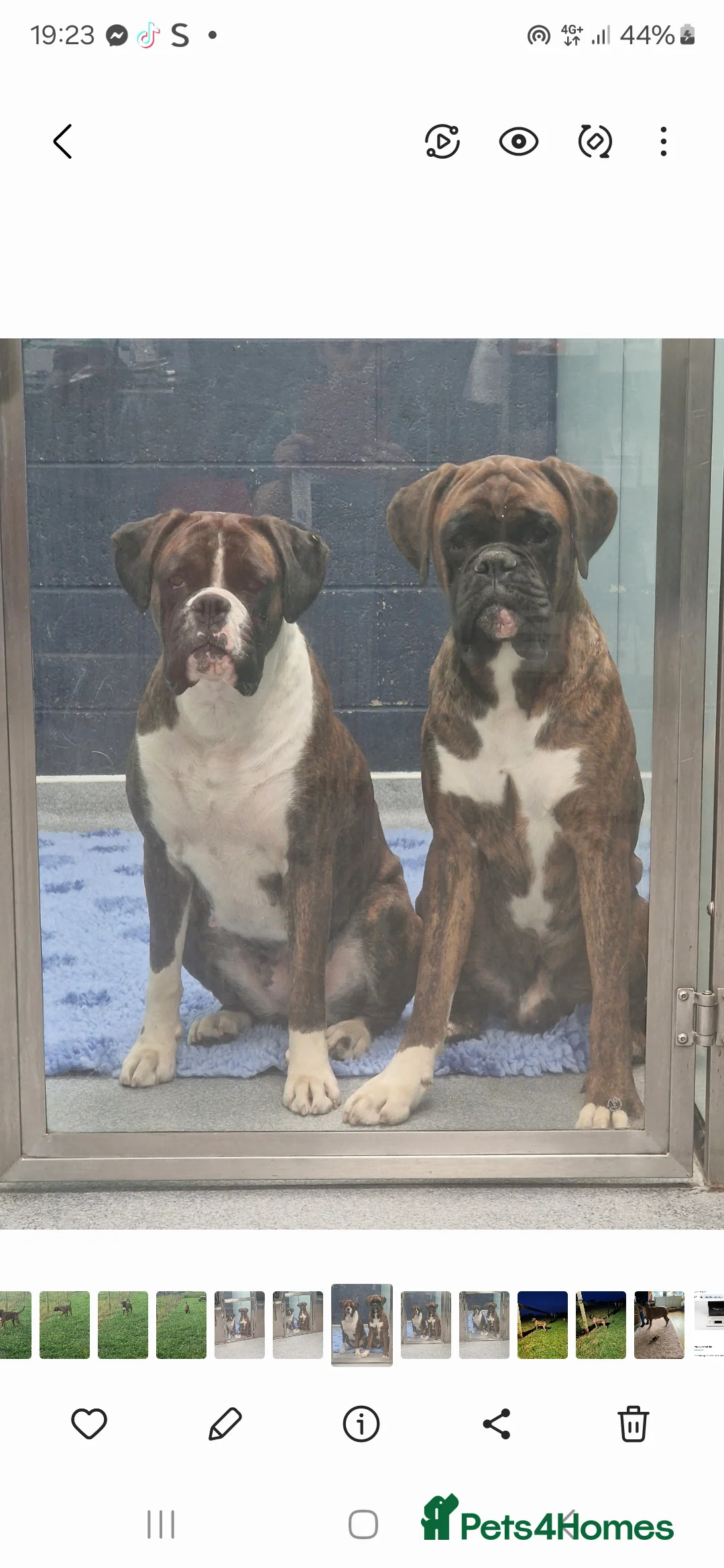 Boxer dogs for sale: 2 Stunning KC Brindle Boxer Bitches available.  - Advert 3