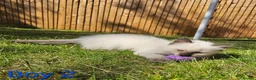 Ragdoll cats for sale: 6 Ragdoll kittens READY NOW  in Nottingham - Advert 5