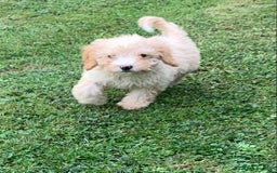 Cockapoo dogs for sale: Amazing cockapoo puppies  - Image 12