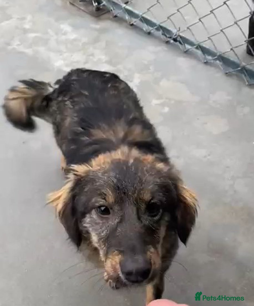 Mixed Breed dogs for adoption: Edie, 1 yr old approx. Available for adoption. - Advert 2