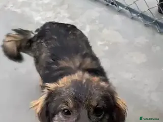 Mixed Breed dogs Edie, 1 yr old approx. Available for adoption. - Advert 2