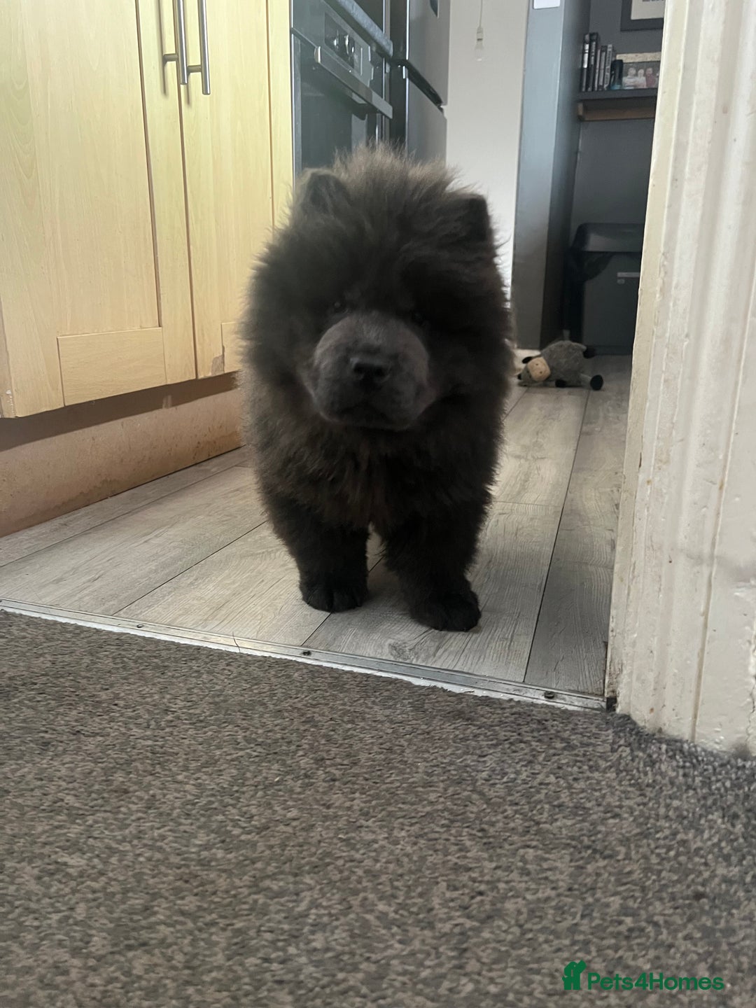 Chow Chow dogs for stud: KC Blue Chow Chow  - Advert 3