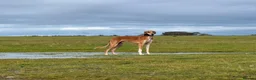 Saluki dogs for sale: Kc male saluki  - Advert 4